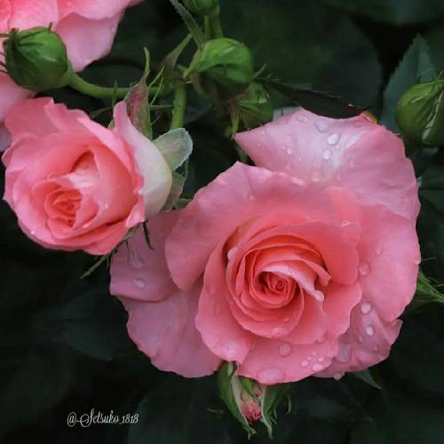 آخه من دیوونتم دیوونه لجبازیات با نبود تو چتم رو قرصا برگرد بیا